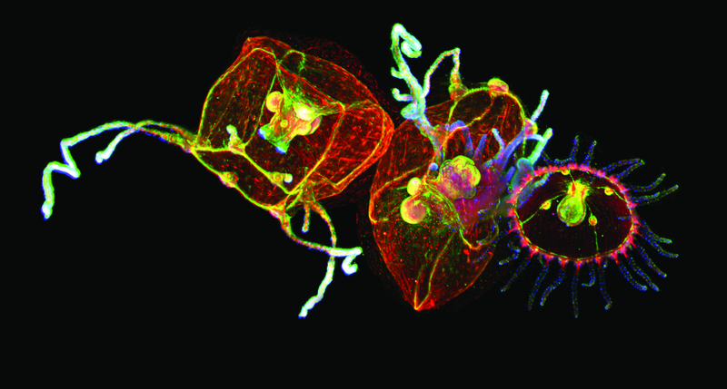 Illustration for article titled The Astounding And Horrific World As Seen Under A Microscope